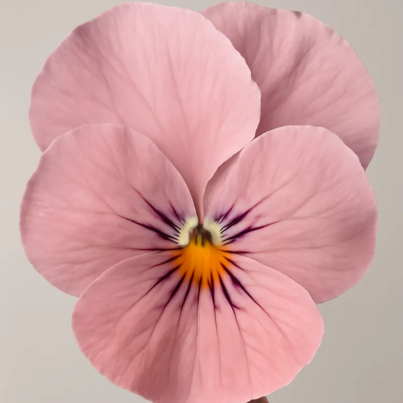 Veilchen – rosa – Bild 2
