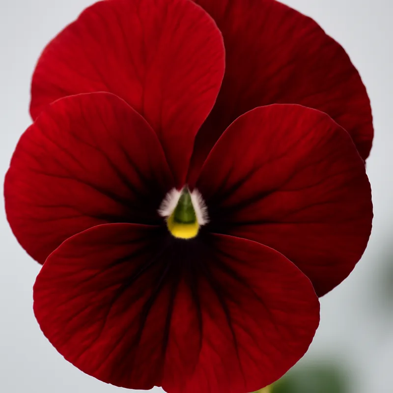 Veilchen – rot – Bild 2