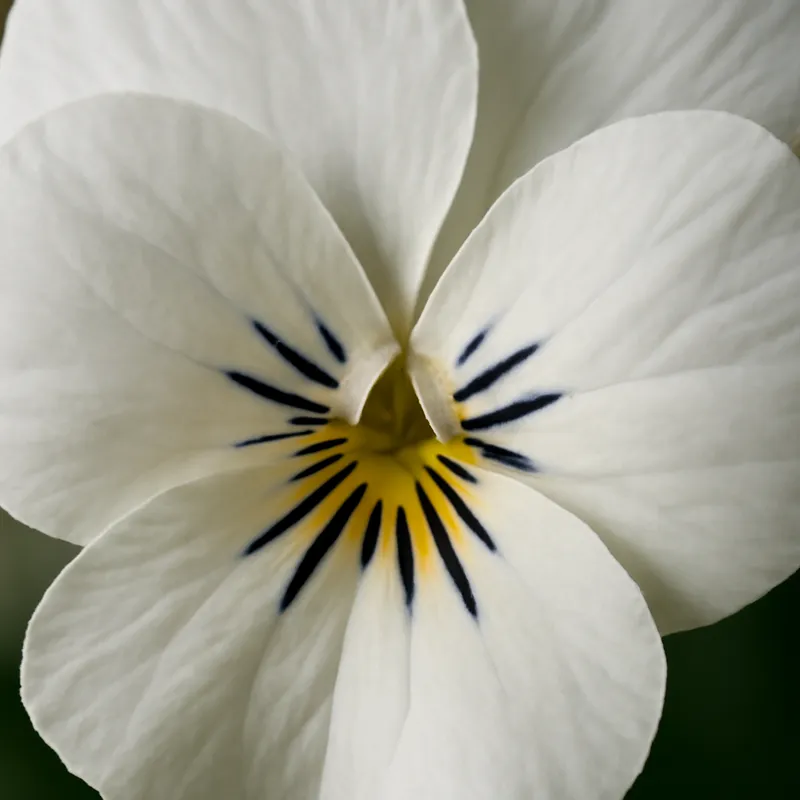 Veilchen – weiß – Bild 2