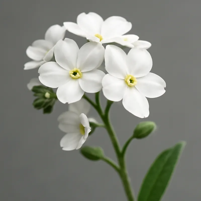 Vergissmeinnicht – weiß