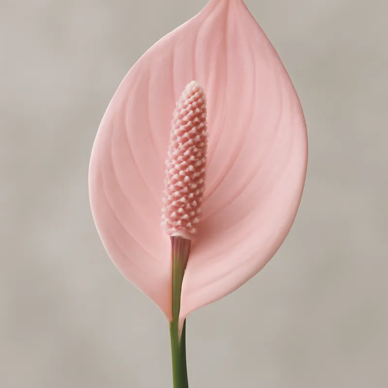 Friedensschwertlilie – rosa