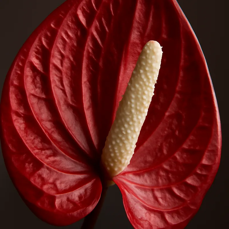 Fredskalla – weiß – Bild 2