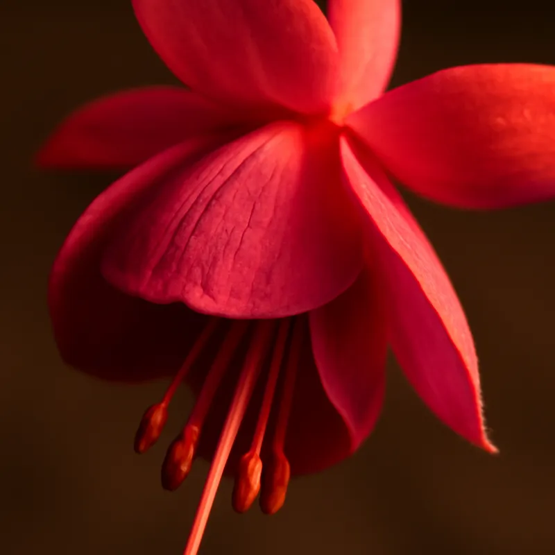 Fuchsia – klassisch – Bild 2