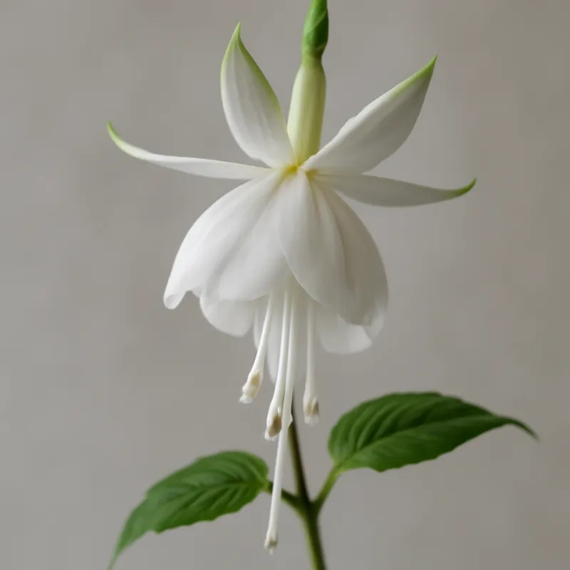 Fuchsia – hvit