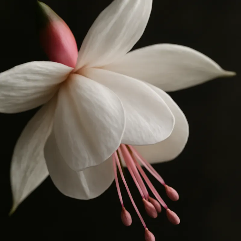 Fuchsia – hvit – Bild 2