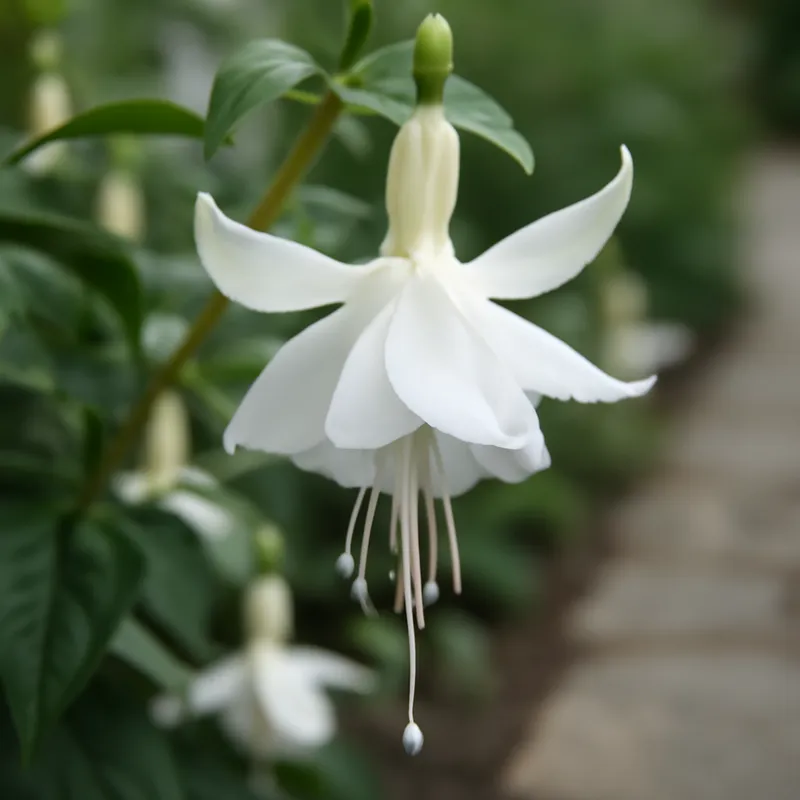 Fuchsia – hvit – Bild 4