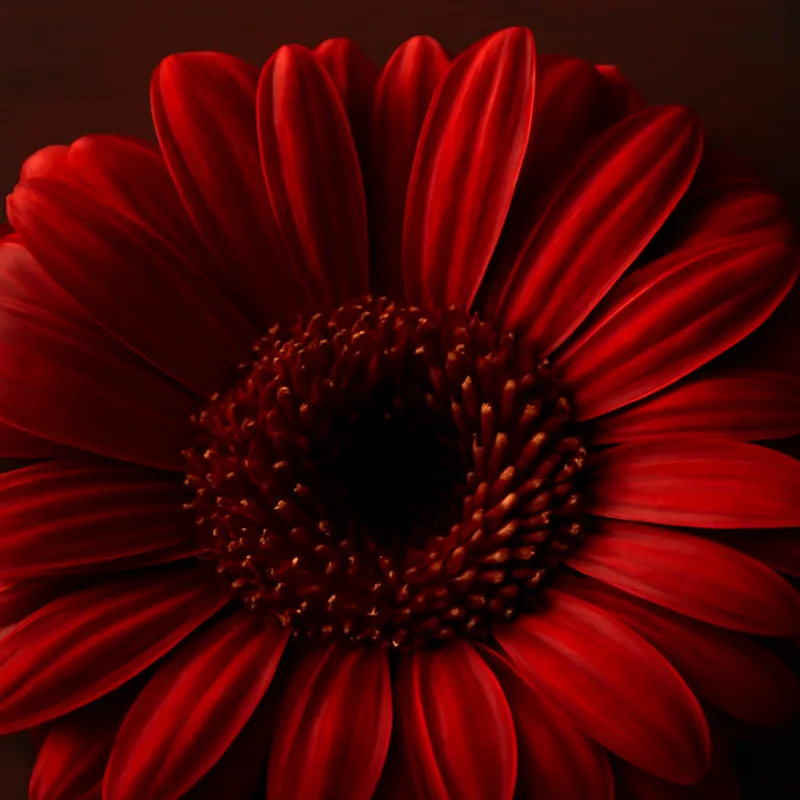 Gerbera – rot – Bild 2