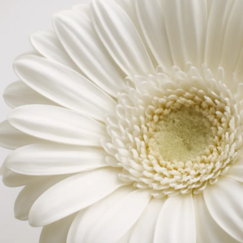 Gerbera – weiß – Bild 2