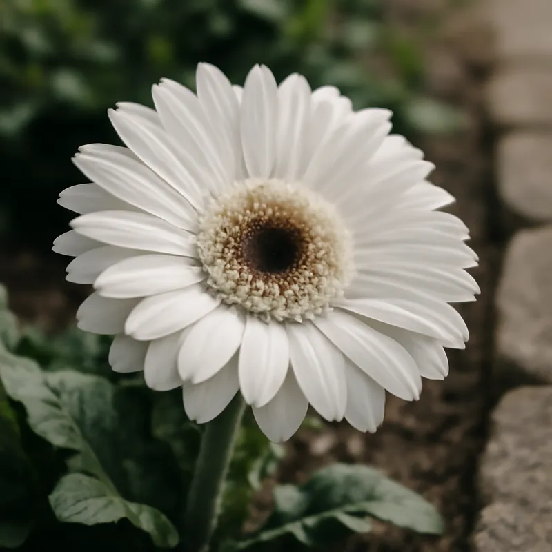 Gerbera – weiß – Bild 4