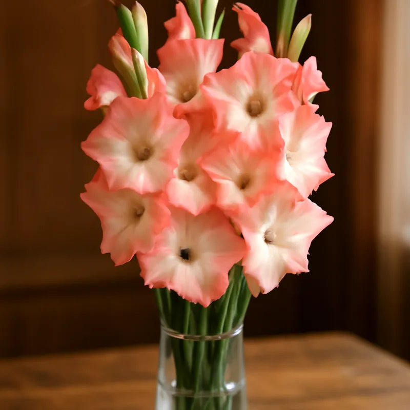 Gladiolus - klassisch - Bild 3