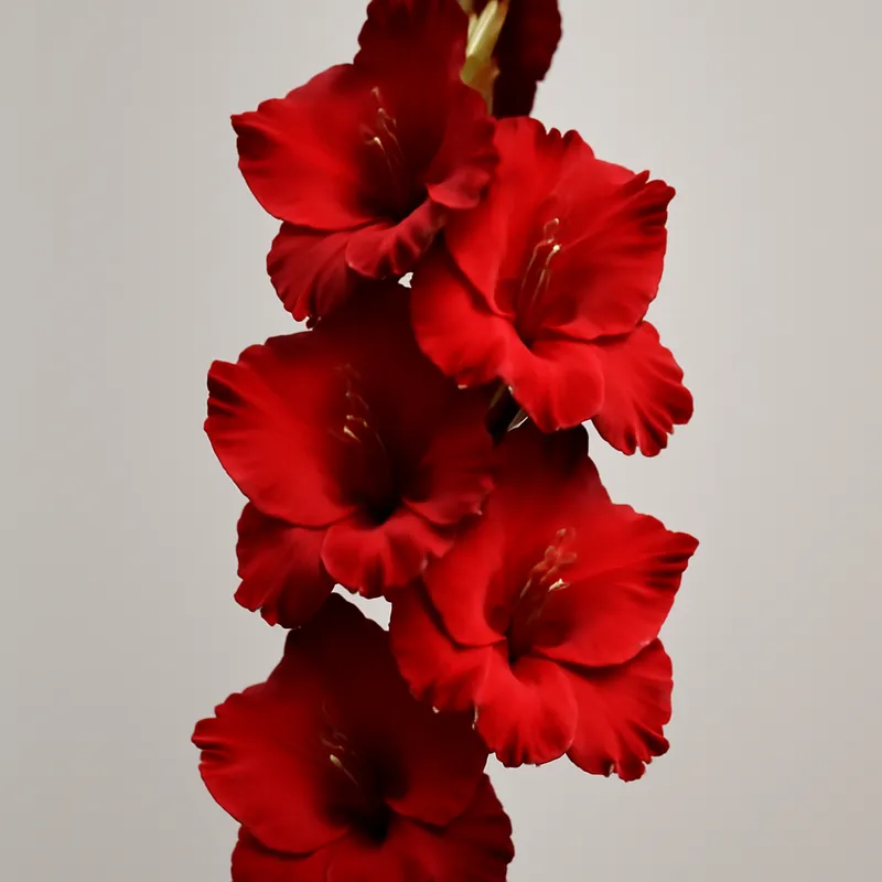 Gladiolus – rød