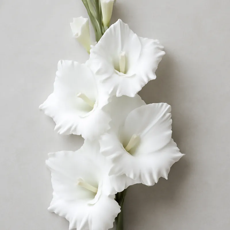 Gladiolus – weiß