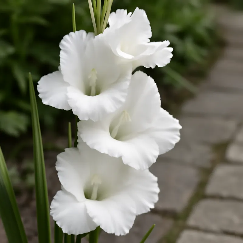 Gladiolus – weiß – Bild 4