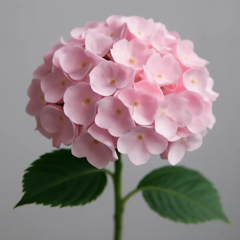 Hortensie – rosa