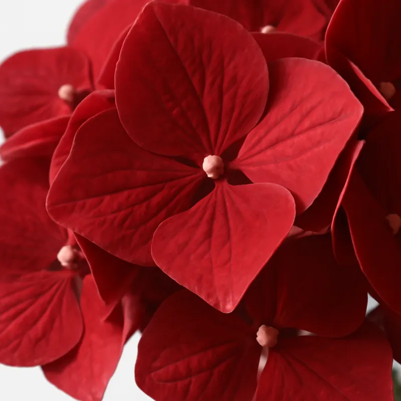 Hortensia – rot – Bild 2