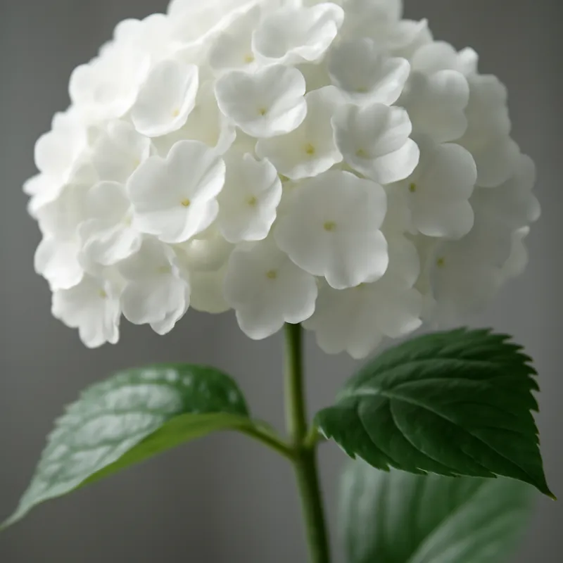 Hortensie – weiß