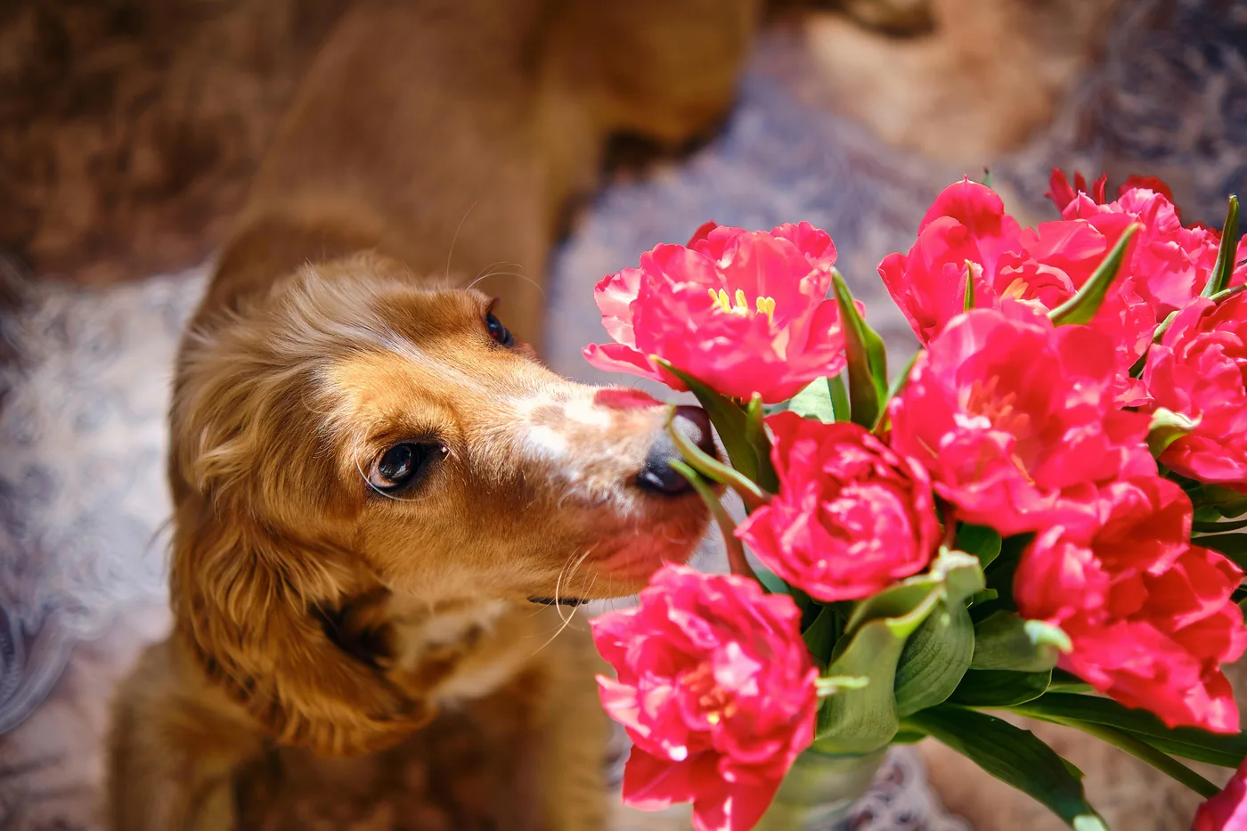 Golden Retriever schnüffelt neugierig an einem Strauß roter Tulpen drinnen, Tulpen können Magenbeschwerden bei Hunden verursachen