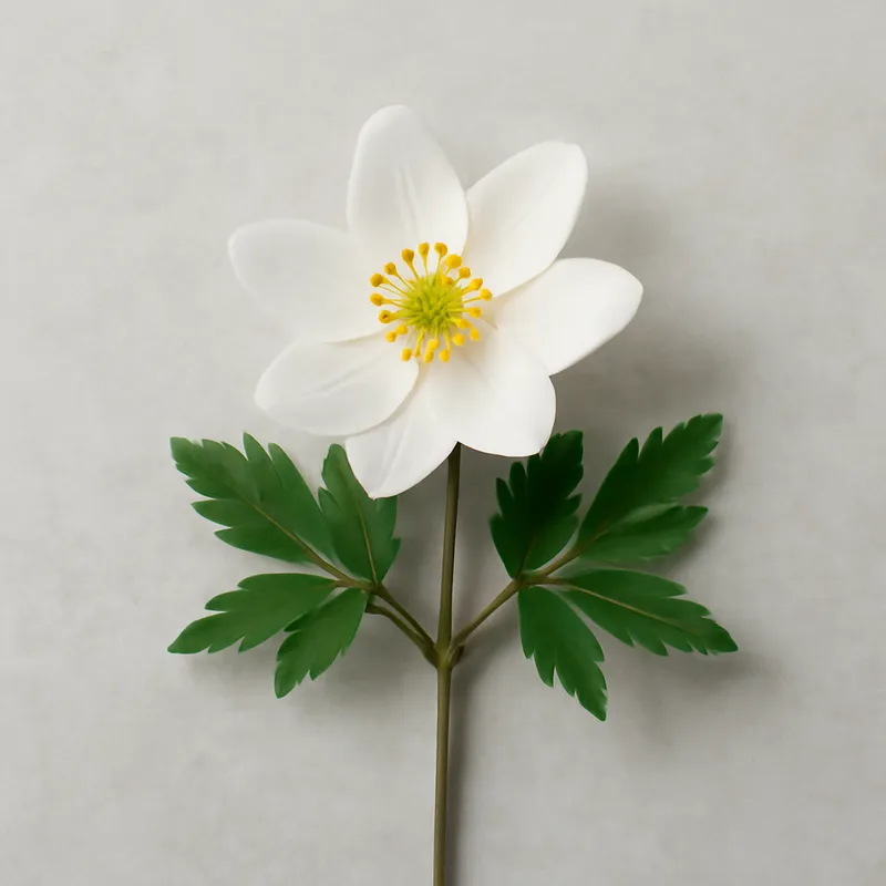 Sternmiere – klassisch