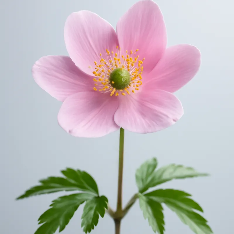 Windröschen – rosa – Bild 1