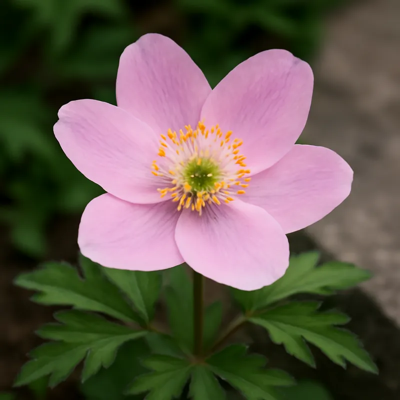 Windröschen – rosa – Bild 4