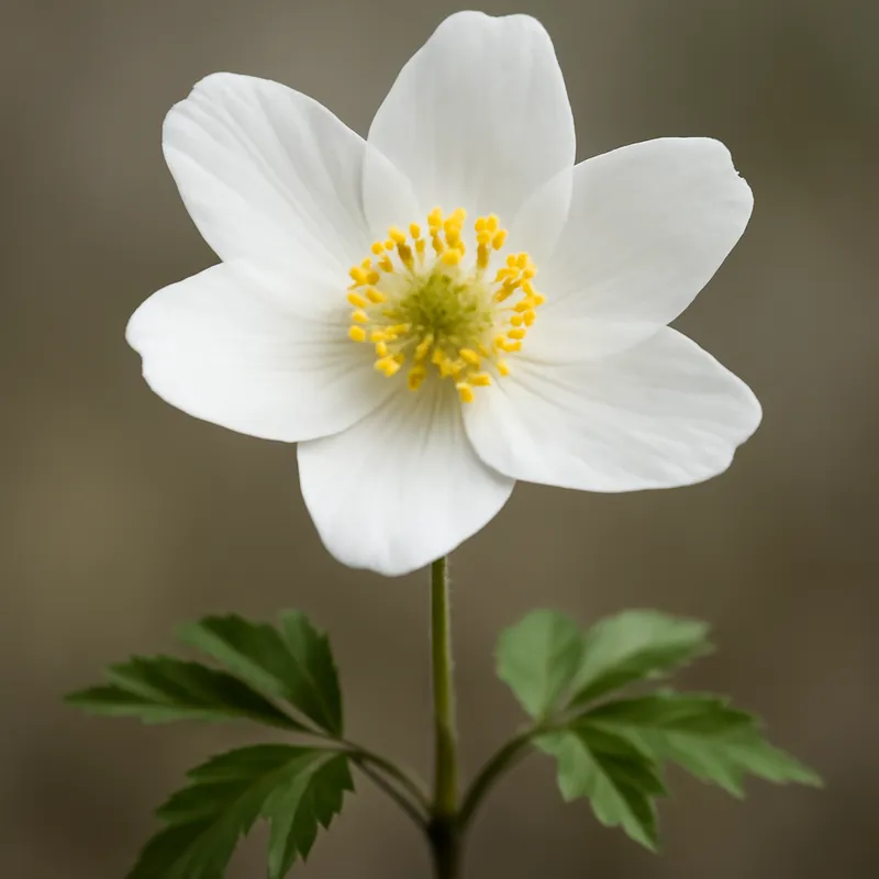 Buschwindröschen – weiß