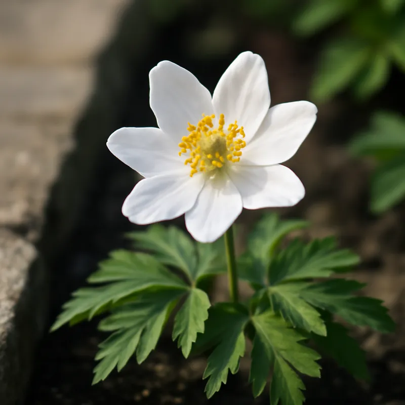Buschwindröschen – weiß – Bild 4