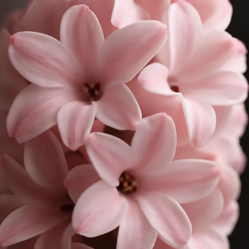 Hyazinthe – rosa – Bild 2