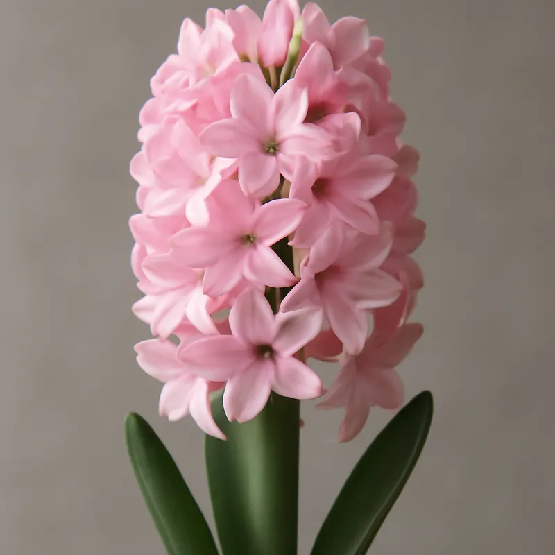 Hyazinthe – rosa – Bild 1