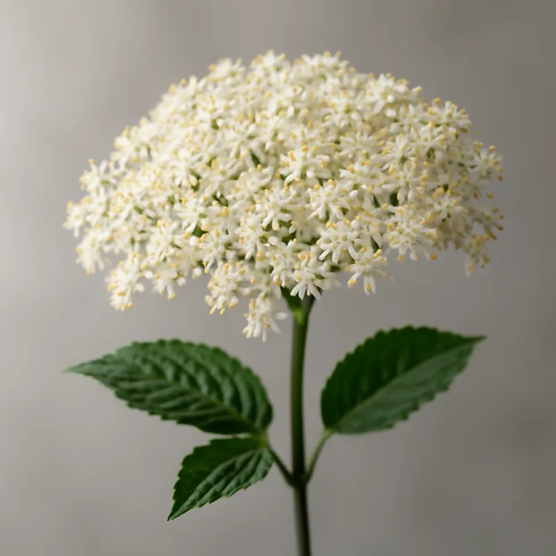 Holunder – klassisch – Bild 1