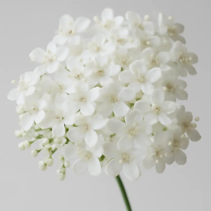 Holunder – weiß – Bild 2