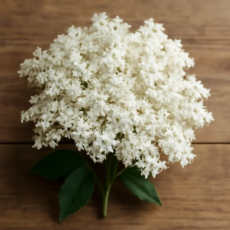 Holunder – weiß – Bild 3