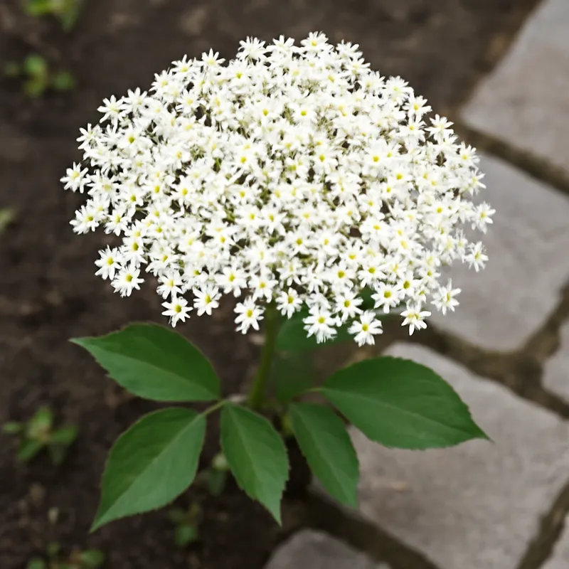 Holunder – weiß – Bild 4