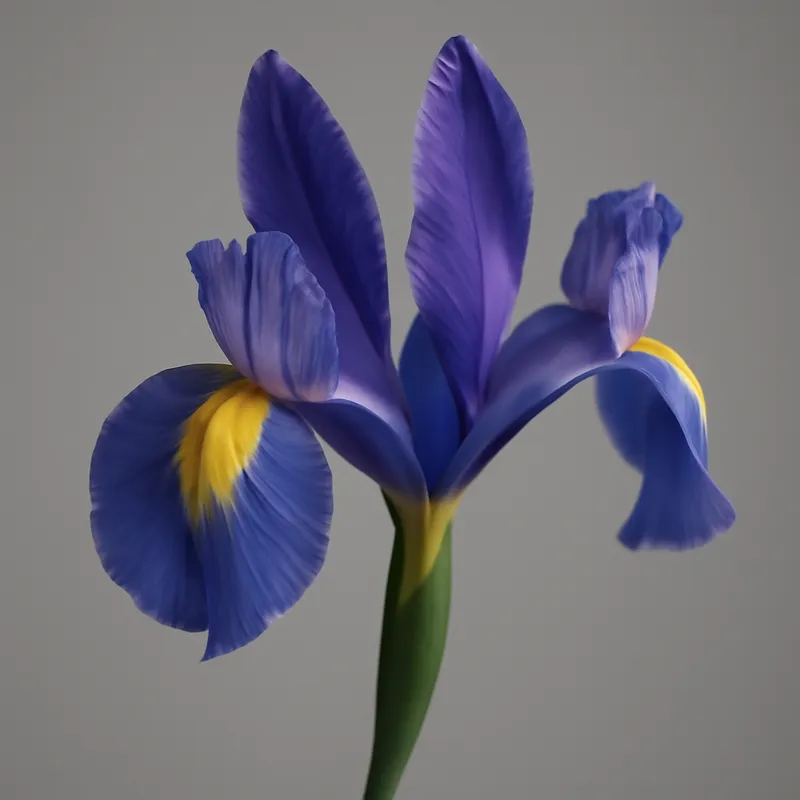 Iris – klassisch