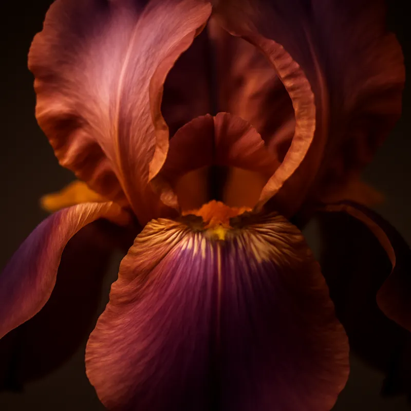 Iris – klassisch – Bild 2