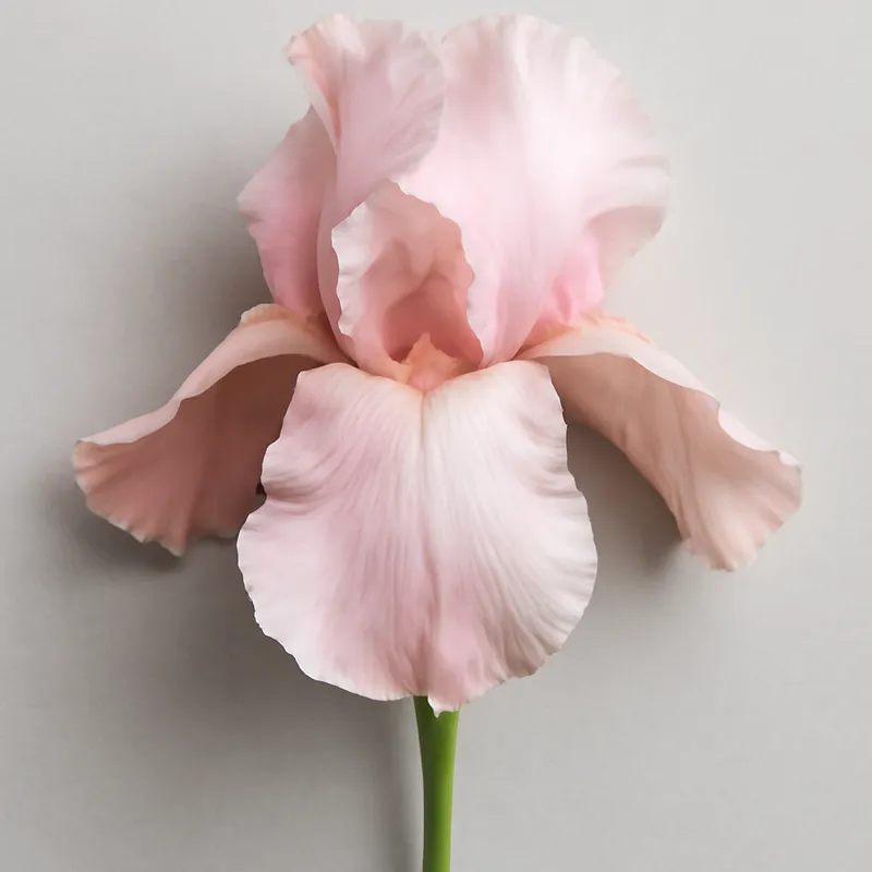 Iris – rosa