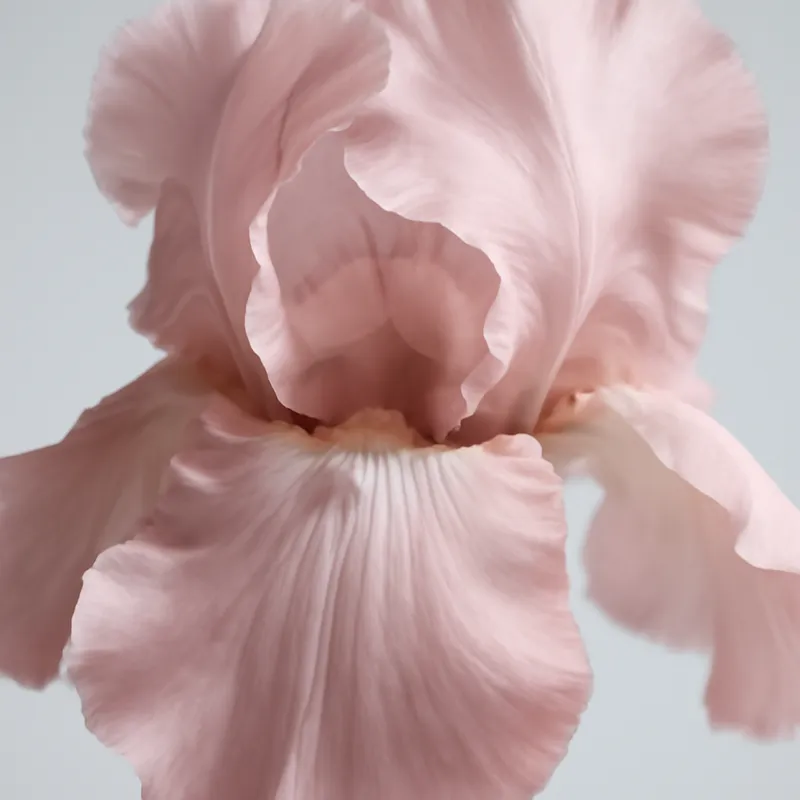 Iris – rosa – Bild 2