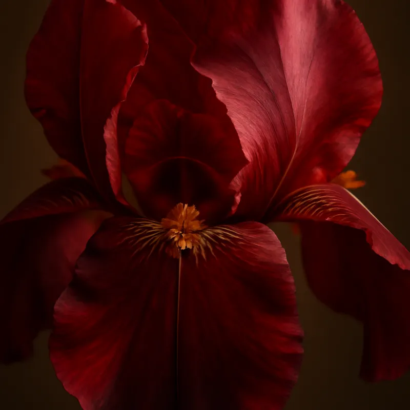 Iris – rot – Bild 2