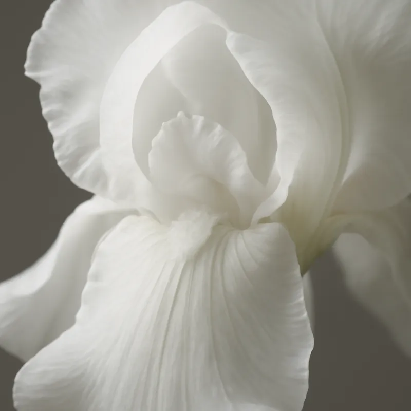 Iris – weiß – Bild 2