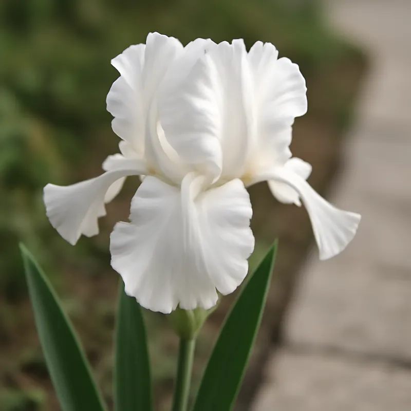 Iris – weiß – Bild 4