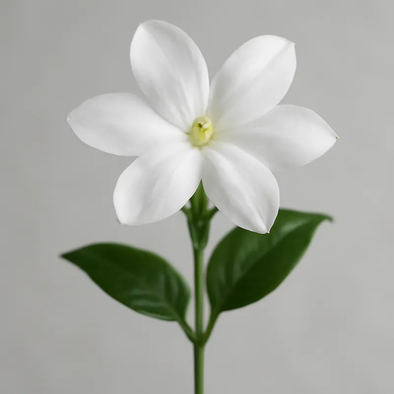 Jasmin – klassisch