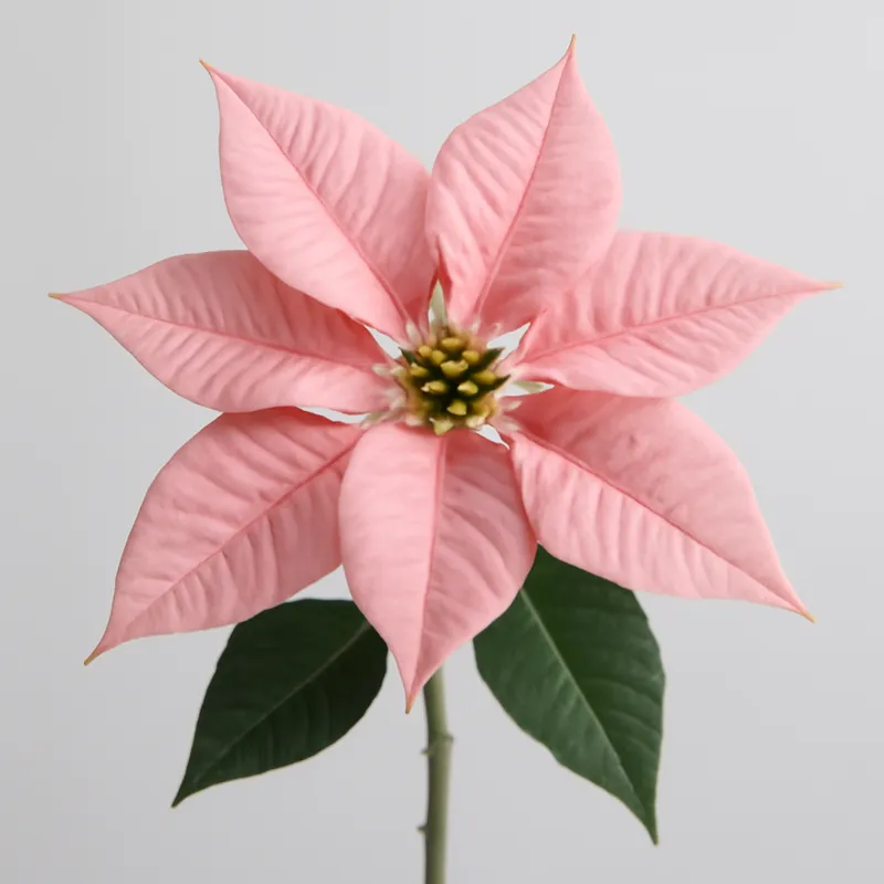 Weihnachtsstern – rosa