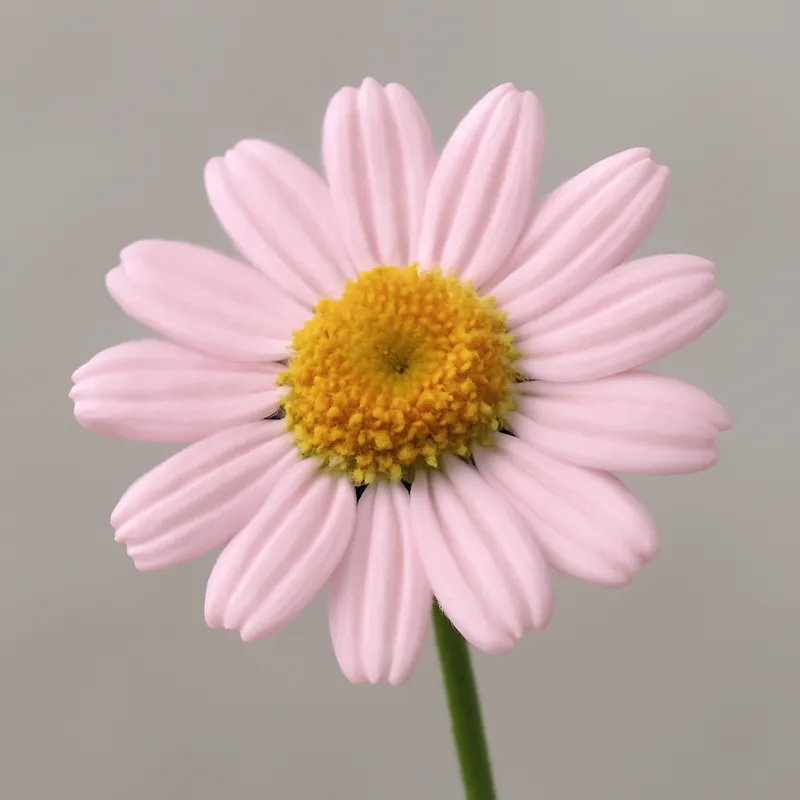 Kamille – rosa – Bild 1