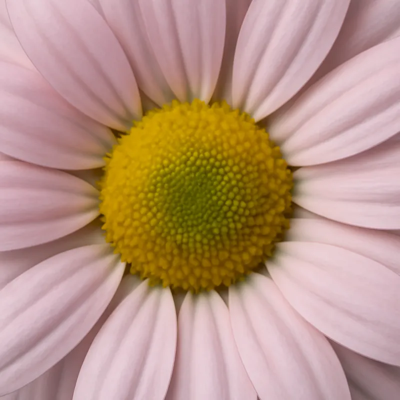 Kamille – rosa – Bild 2