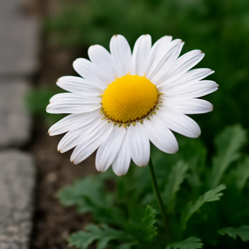 Kamille – weiß – Bild 4