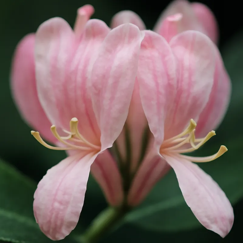 Kaprifol – rosa – Bild 2
