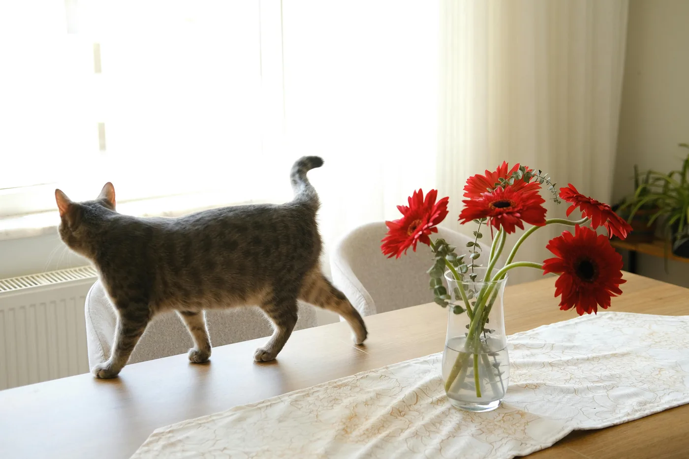 Katze läuft auf Esstisch neben Vase mit roten Schnittblumen in hellem nordischen Zuhause