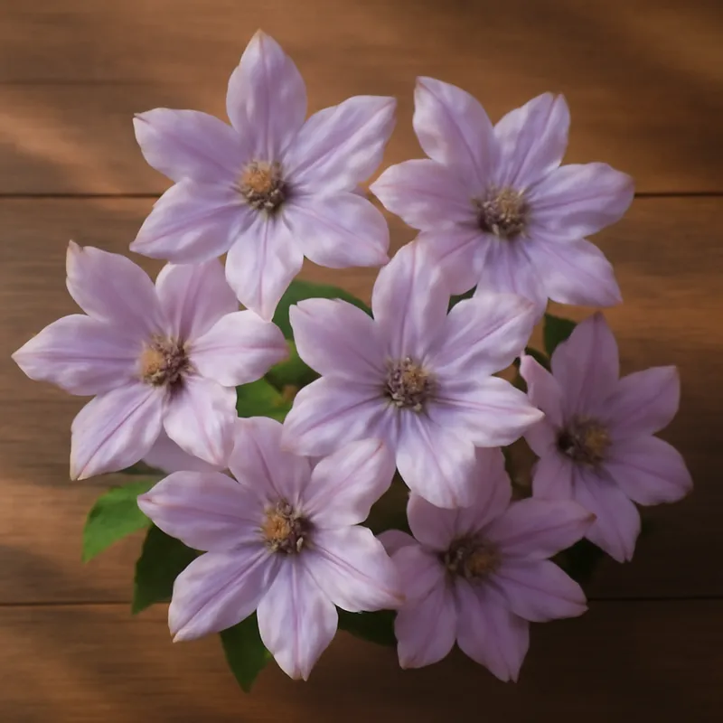 Klematis – klassisch – Bild 3