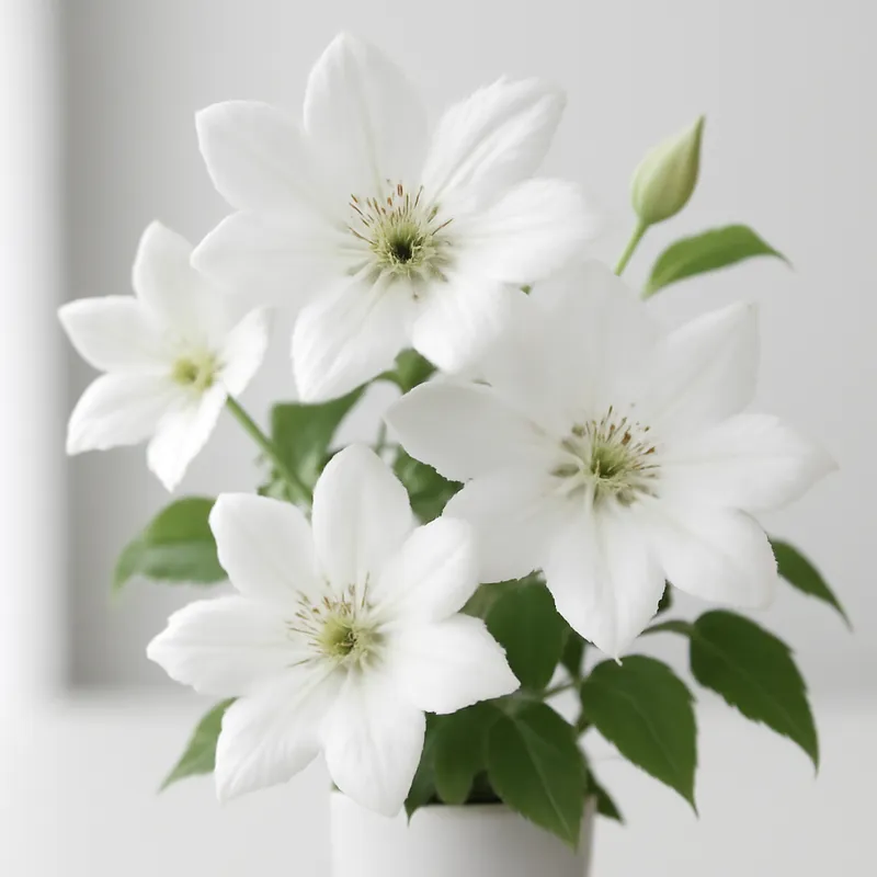 Klematis – weiß – Bild 3