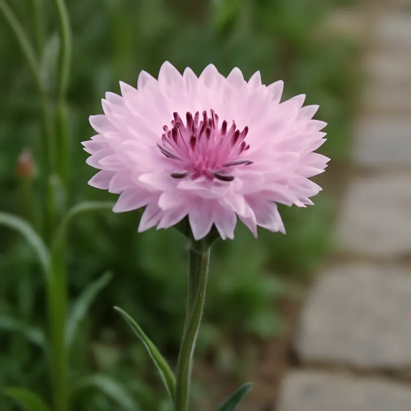 Kornblume - rosa – Bild 4
