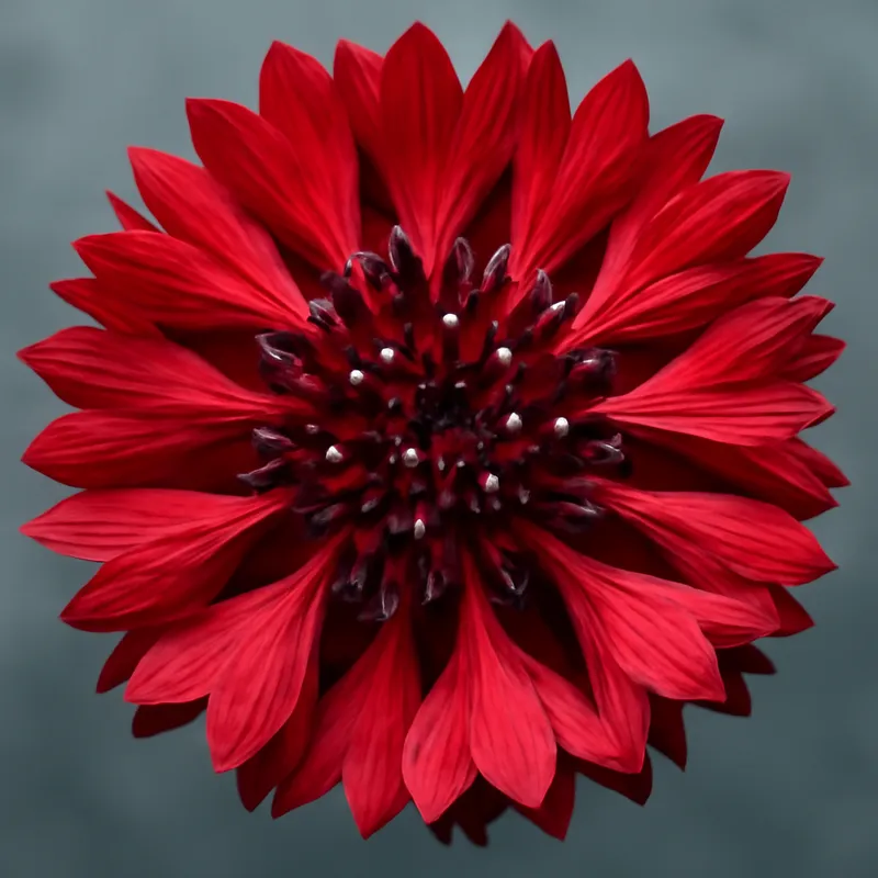 Kornblume – rot – Bild 2